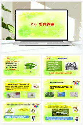 2.6怎样养蚕 课件+教案+视频素材 人教鄂教版小学科学四年级下册