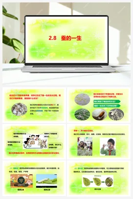 2.8 蚕的一生 课件+教案+视频素材 人教鄂教版小学科学四年级下册