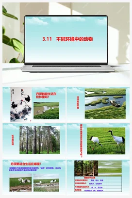 3.11不同环境中的动物 课件+教案+视频素材 人教鄂教版小学科学四年级下册