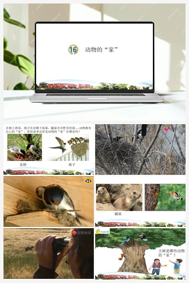17 动物的“家” 课件 青岛版小学科学四年级下册