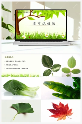 3.10：看叶认植物 课件+教案 青岛版小学科学一年级下册