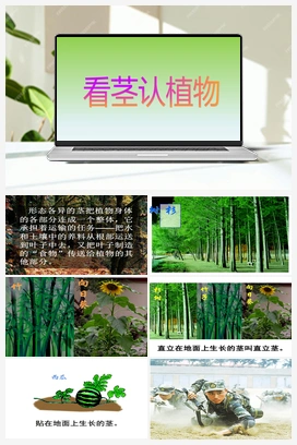 3.11：看茎认植物 课件+教案 青岛版小学科学一年级下册