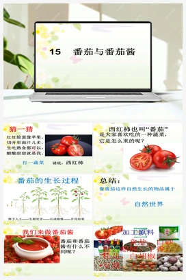 3.15：番茄与番茄酱 课件+教案 青岛版小学科学一年级下册