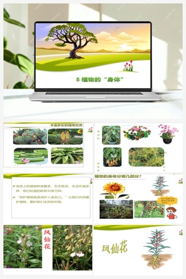 2.5 植物的“身体” 课件（19张ppt） 青岛版小学科学三年级上册