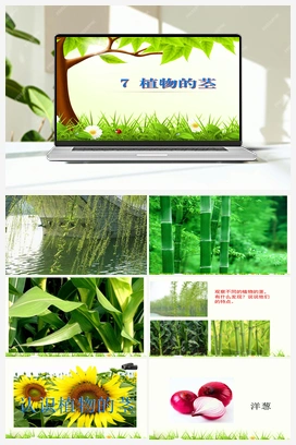 2.7 植物的茎 课件（21张ppt） 青岛版小学科学三年级上册