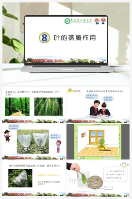 2.8 叶的蒸腾作用教学课件（14ppt） 青岛版小学科学三年级上册