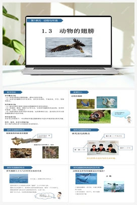 第3课 动物的翅膀 课件 (共13张ppt) 青岛版小学科学三年级上册