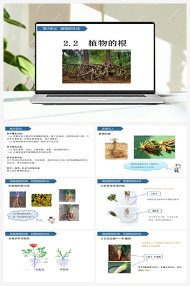 第6课 植物的根 课件 (共15张ppt) 青岛版小学科学三年级上册