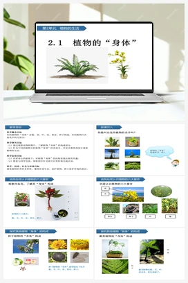 第5课 植物的“身体” 课件 (共13张ppt) 青岛版小学科学三年级上册