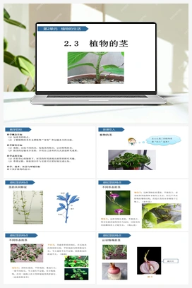 第7课 植物的茎 课件 (共15张ppt) 青岛版小学科学三年级上册
