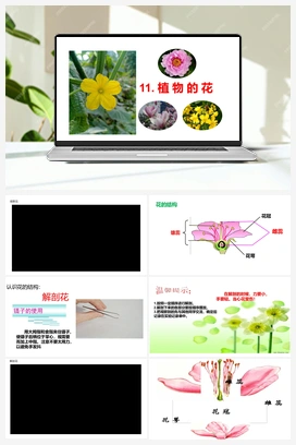 11 植物的 （课件14张PPT+视频） 青岛版小学科学三年级下册