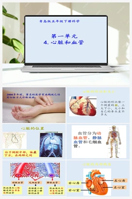 1.4：心脏和血管（课件15ppt） 青岛版小学科学五年级下册