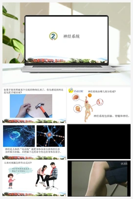 第02课：神经系统 课件+视频 青岛版小学科学五年级下册