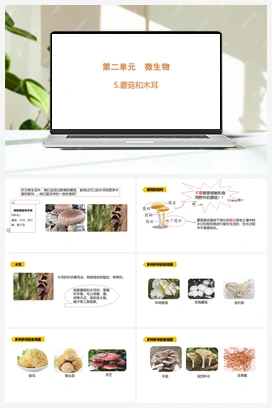 2.5.蘑菇和木耳（含练习）课件 (共14张PPT) 青岛版（六三制2022） 小学科学六年级上册