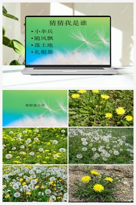 6观察蒲公英 课件 冀人版小学科学一年级上册