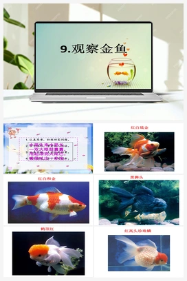 9.观察金鱼 课件 冀人版小学科学一年级上册