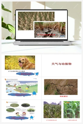 10：天气与支植物 课件+教案 冀人版小学科学一年级下册