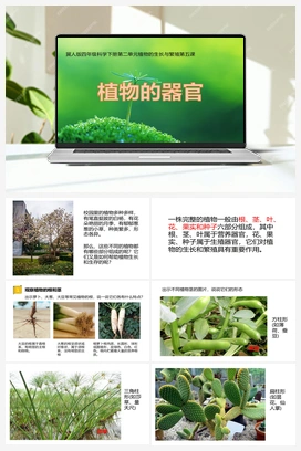 05：《植物的器官》 课件 冀人版小学科学四年级下册