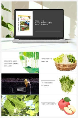 2.5 植物的器官 课件+2个视频 冀人版小学科学四年级下册