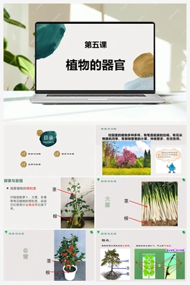第五课 植物的器官（课件） 冀人版小学科学四年级下册