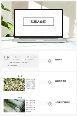 贮藏大白菜 课件+教案 人民版小学劳动六年级上册