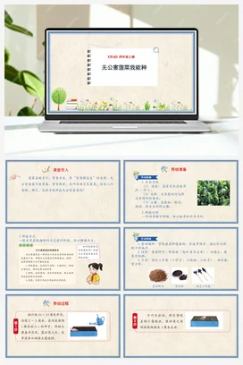 无公害菠菜我能种课件+教案 人民版小学劳动四年级上册