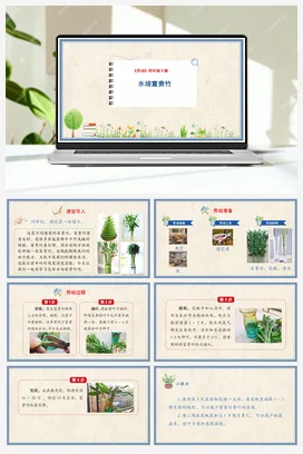 水培富贵竹 课件+教案 人民版小学劳动四年级下册