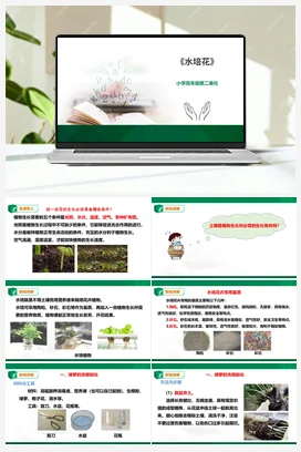 《水培花》课件 教案小学劳动教育 通用