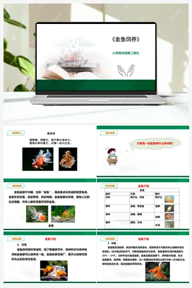 《金鱼饲养》课件 教案小学劳动教育 通用