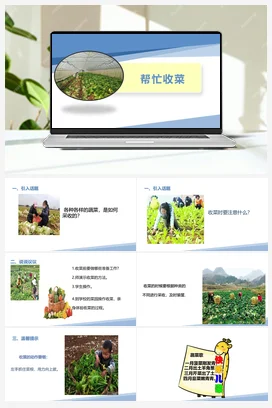 帮忙收菜（课件+教案）-一年级上册劳动教育“小农庄”（校本课程）