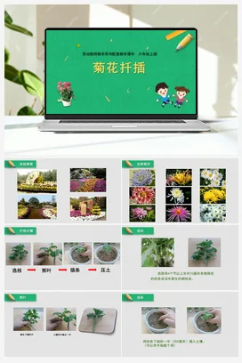 第6课菊花扦插（课件） 苏教版劳动六年级上册